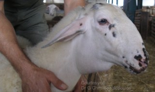 Περιλαρυγγικό οίδημα σε πρόβατο προσβεβλημένο από Καταρροϊκό Πυρετό: Ένα από τα χαρακτηριστικότερα κλινικά συμπτώματα, που καταγράψαμε στην παρούσα επιζωοτία