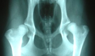 CanineHipDysplasia