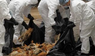 avian flu