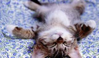 cat genome