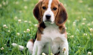 chien dog skilos
