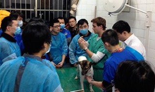 china veterinary students