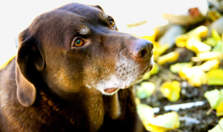 old-dog