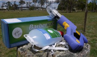 Barbervax