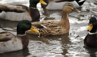 γρίπη των πτηνών σε αγριόπαπιες στην Ολλανδία