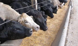 εμβόλιο για BVD 2