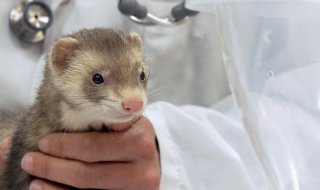 ferret