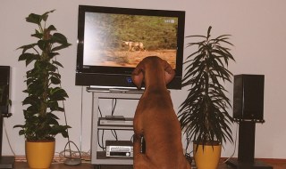 Τηλεόραση για σκύλους