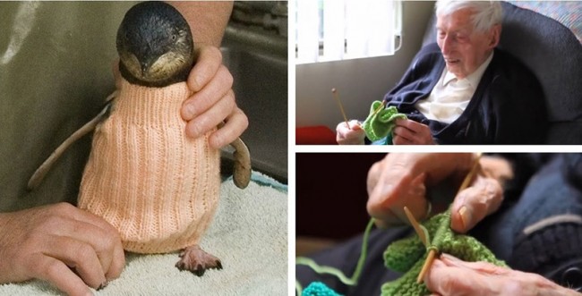 πουλόβερ για πιγκουίνους