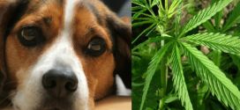 μαριχουάνα για ζώα συντροφιάς